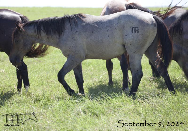 Blue Tac's 2023 Roan Colt